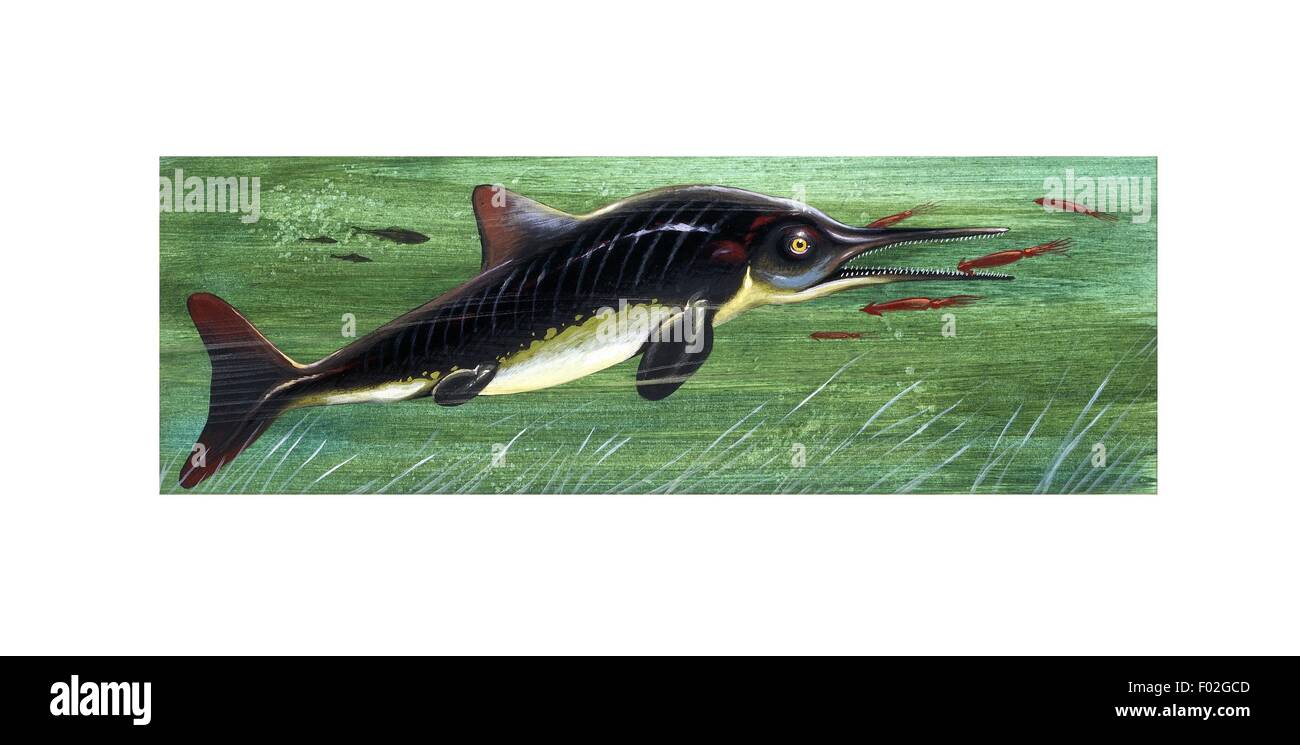 Jurassic Ichthyosaurus, illustration Stock Photo