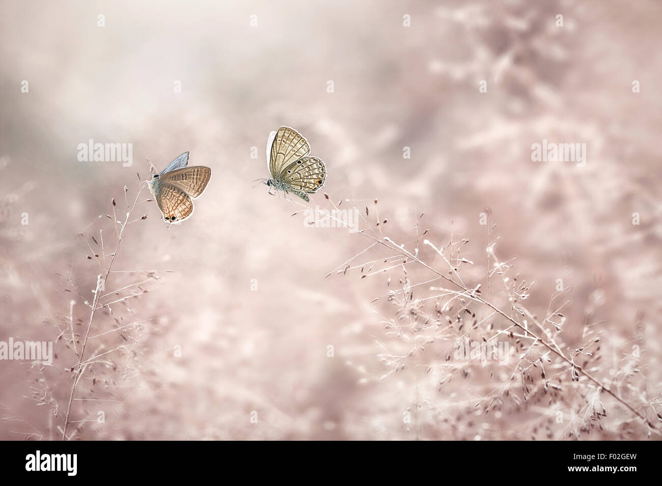 Butterflies of java hi-res stock photography and images - Alamy