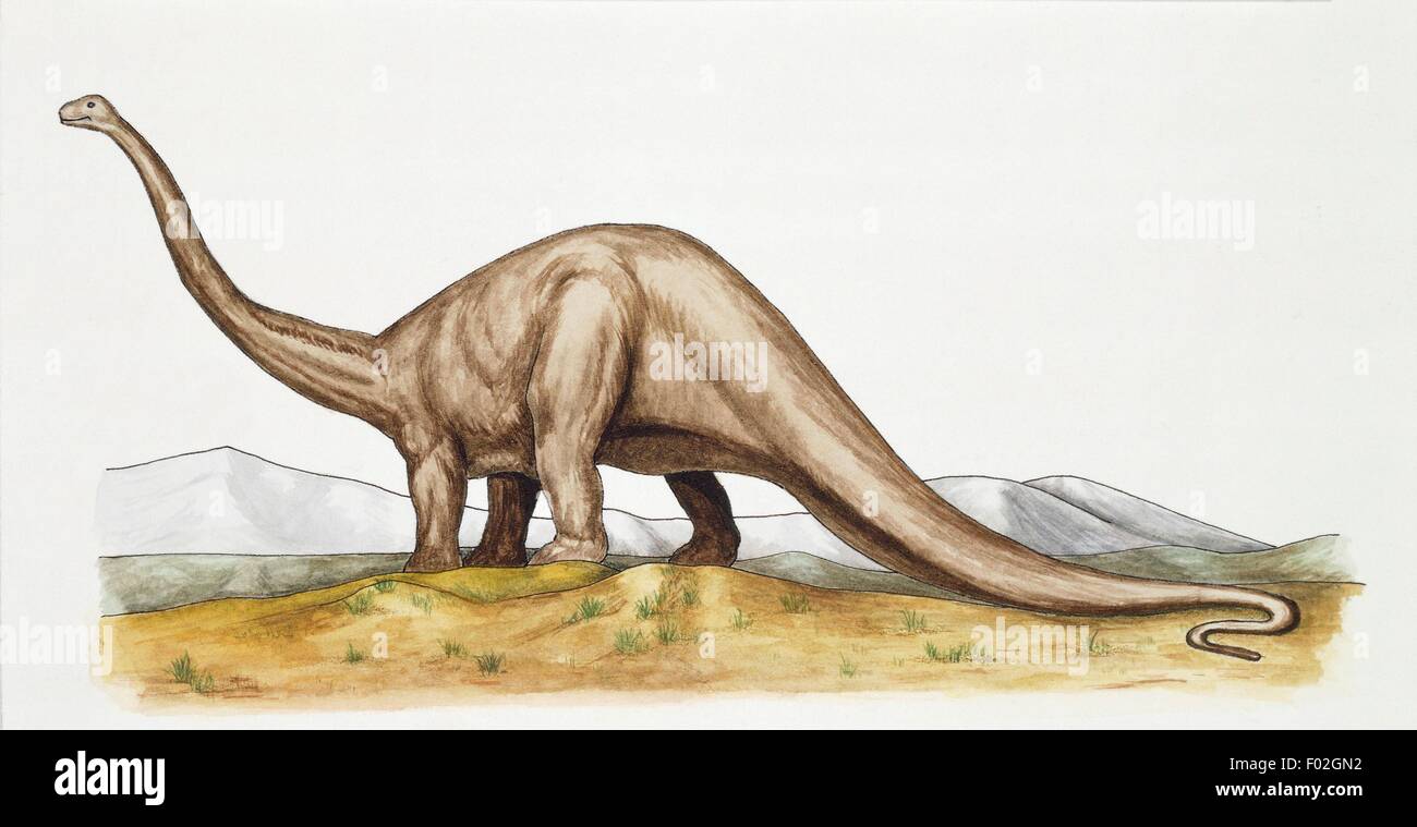 Prehistory - Jurassic period - Dinosaurs - Diplodocus - Illustration. Stock Photo