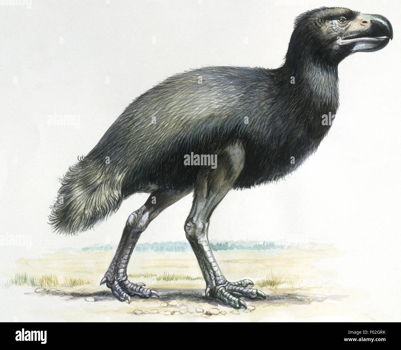 Prehistoric birds, Cenozoic era (Paleocene, Oligocene), Dyatrima, illustration Stock Photo