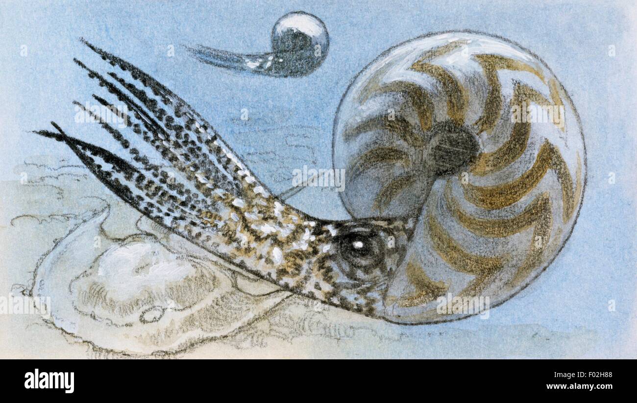 Reconstruction of ammonite, a subclass of Cephalopoda which went extinct between the Upper Cretaceous and the Paleocene Period. Drawing. Stock Photo