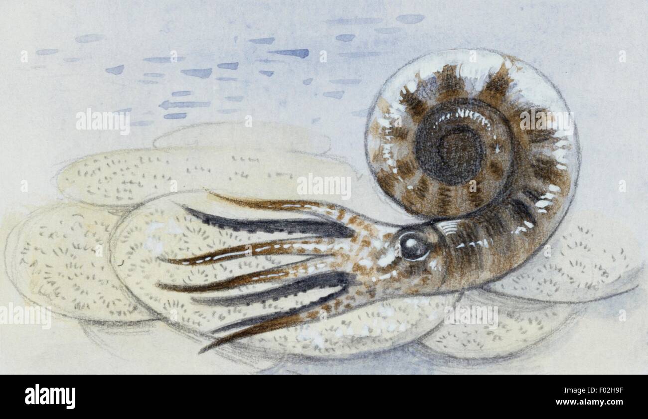 Reconstruction of ammonite, a subclass of Cephalopoda which went extinct in the Cretaceous-Paleogene Period. Drawing. Stock Photo