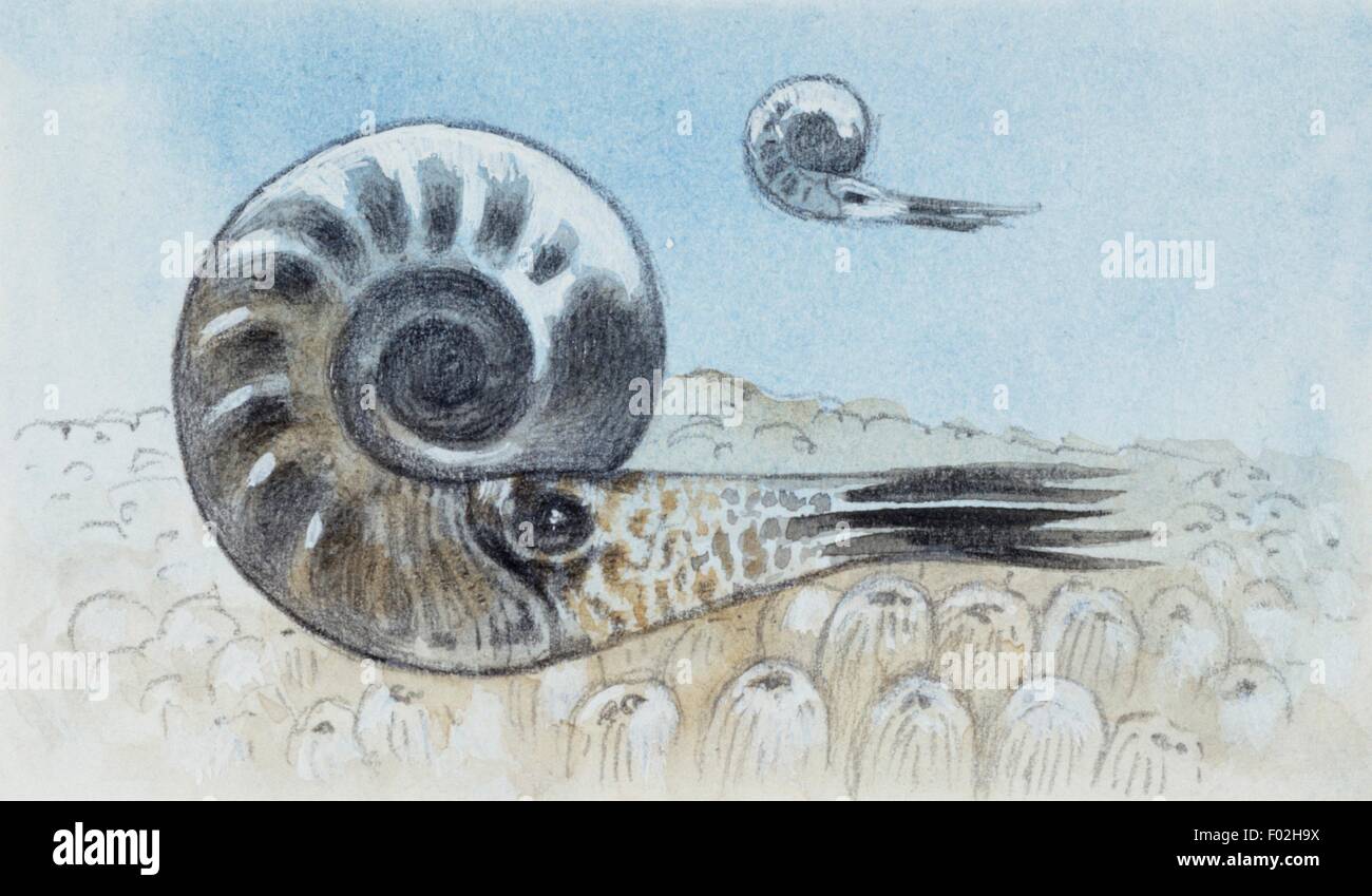 Reconstruction of ammonite, a subclass of Cephalopoda which went extinct in the Cretaceous-Paleogene Period. Drawing. Stock Photo