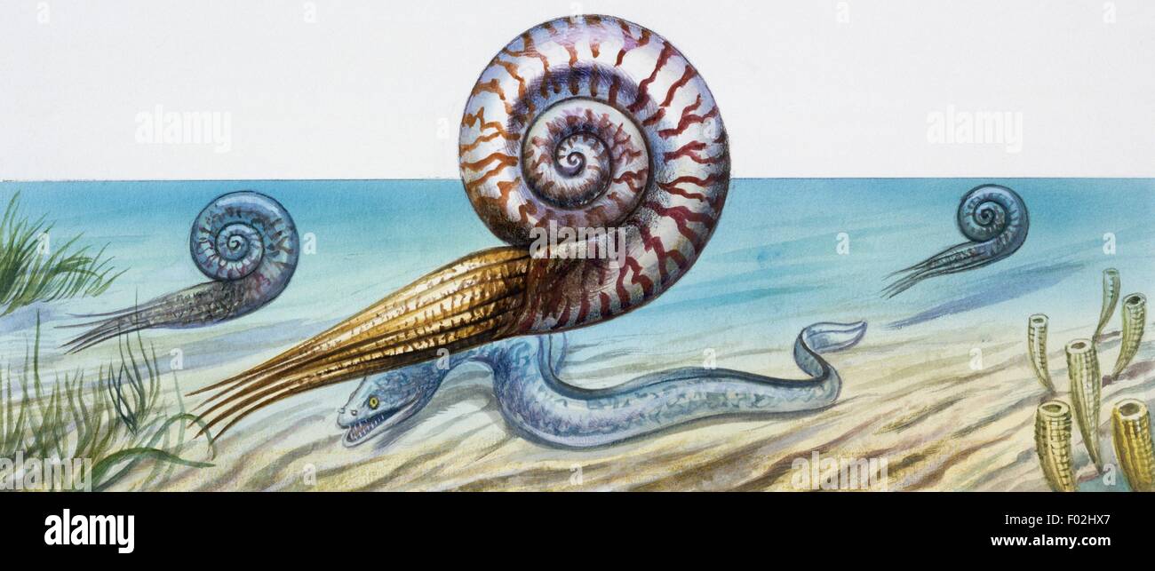 Reconstruction of ammonite, a subclass of Cephalopoda which went extinct between the Upper Cretaceous and the Paleocene Period. Drawing. Stock Photo