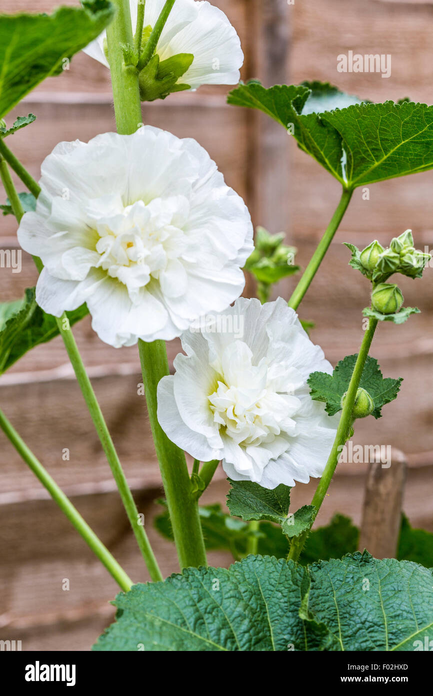 White double Hollyhock flowers Stock Photo