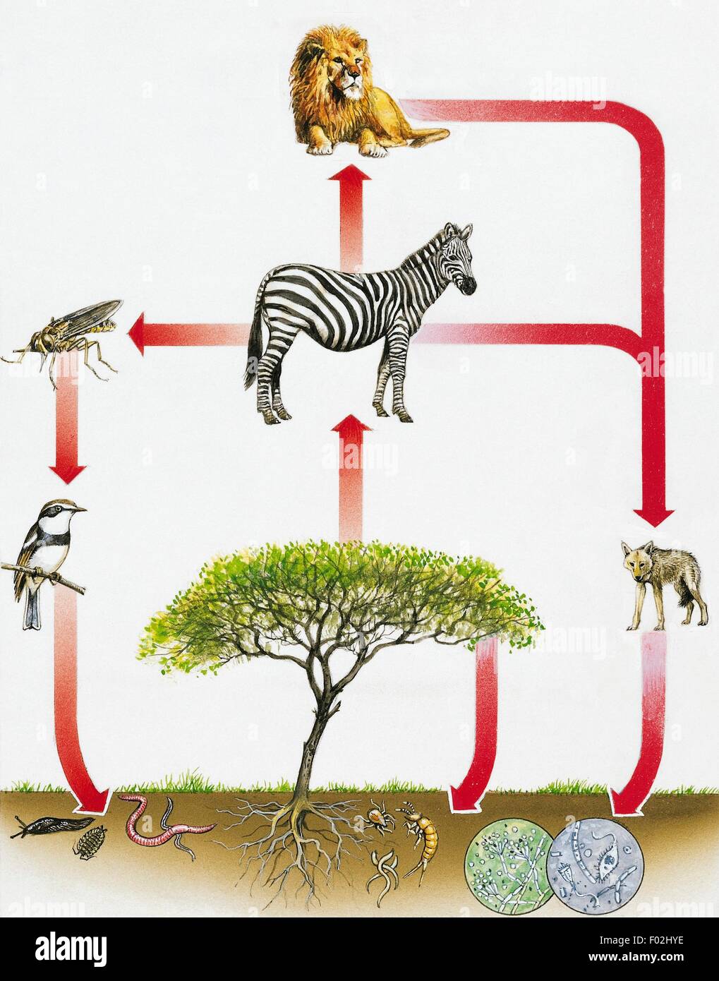 Ecosystem diagram, drawing. Stock Photo