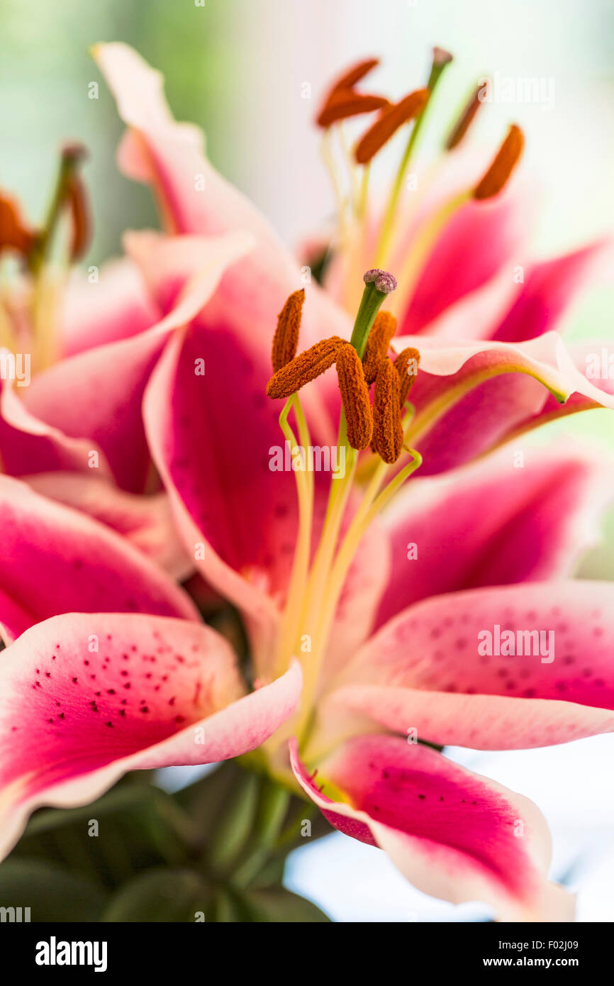 Oriental lily flowers hires stock photography and images Alamy