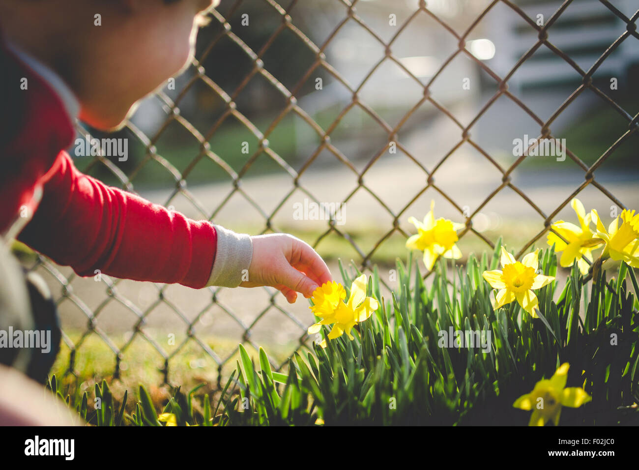 Boy picking daffodil Stock Photo Alamy