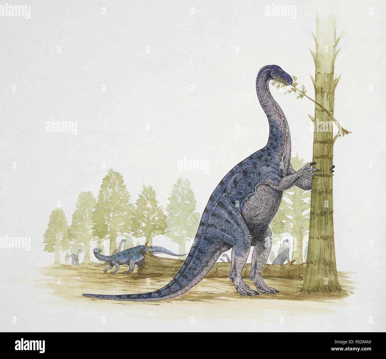 Euskelosaurus hi-res stock photography and images - Alamy, image size:1300x1208