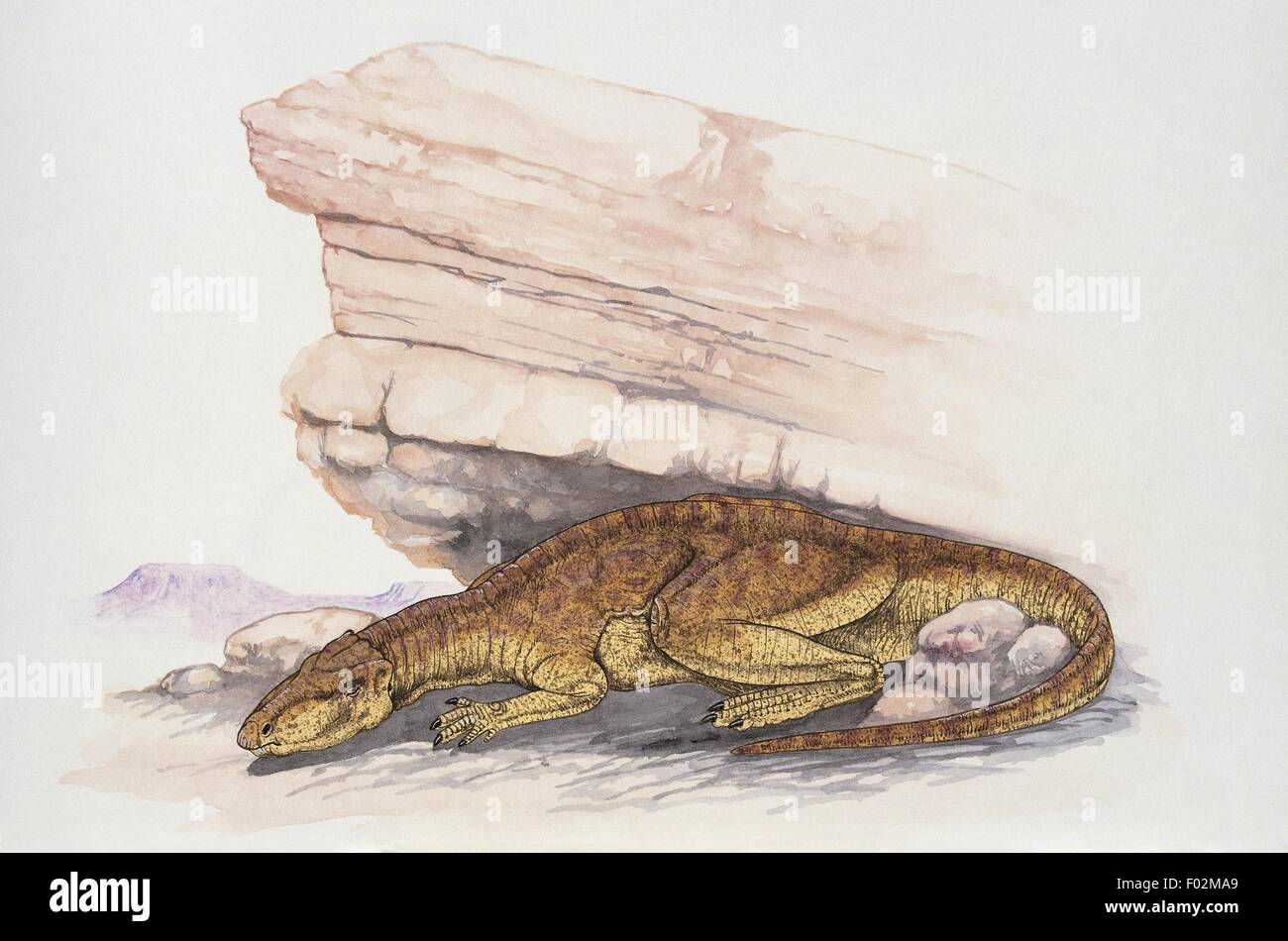 Palaeozoology - Jurassic Period - Dinosaurs - Abrictosaurus (art work ...