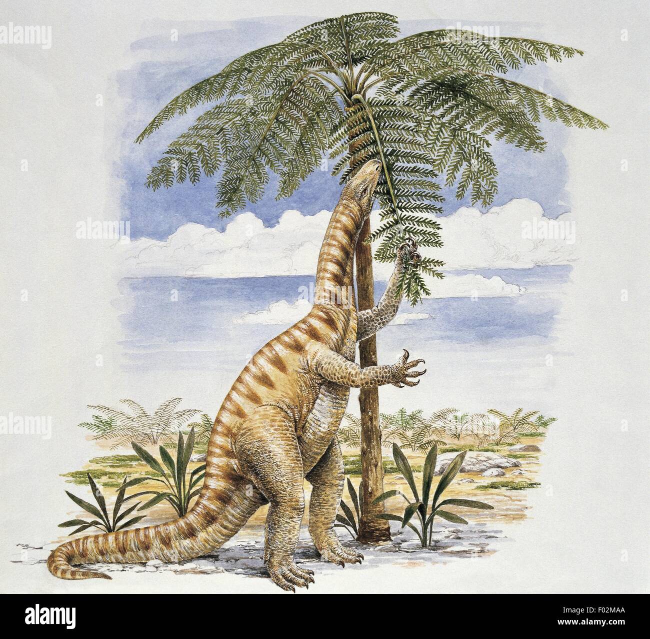 Jurassic Period Plants