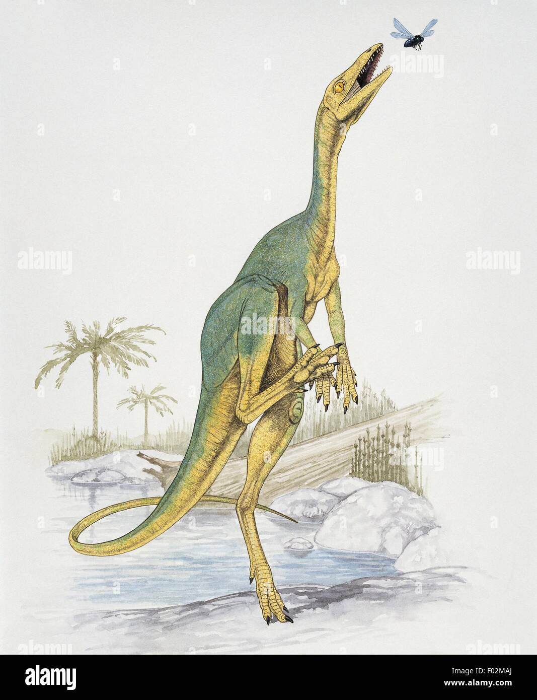 Palaeozoology - Triassic Period - Dinosaurs - Protoavis (art work by Graham Rosewarne) Stock Photo