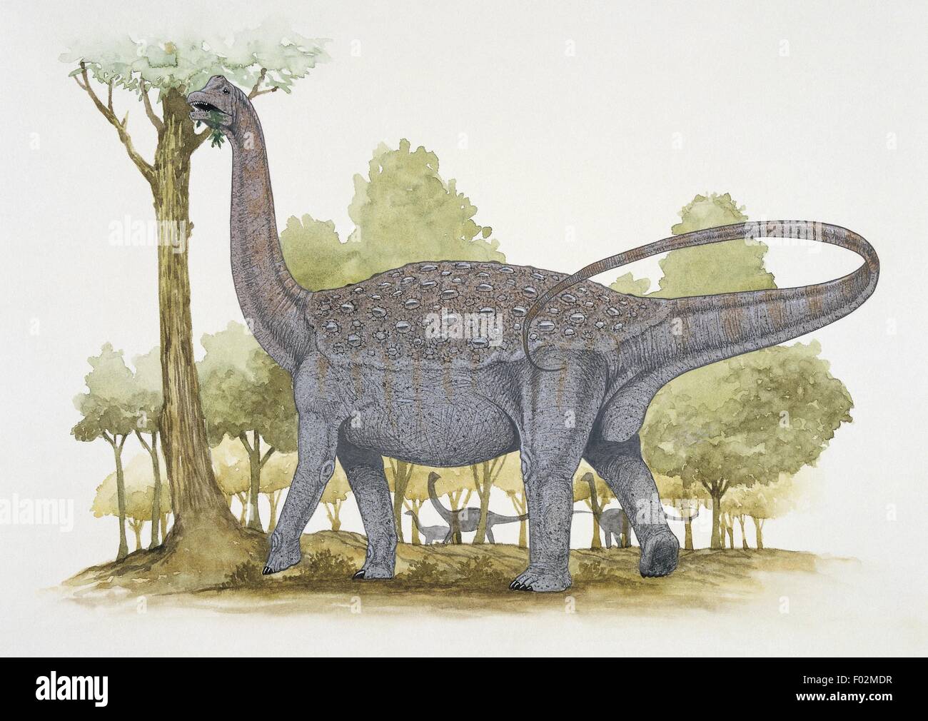 Palaeozoology - Cretaceous Period - Dinosaurs - Titanosaurus (art work by Graham Rosewarne) Stock Photo