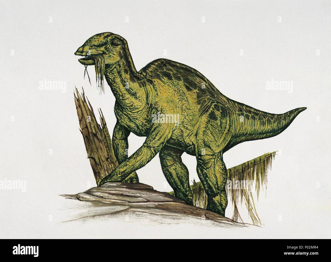 Palaeozoology - Cretaceous Period - Dinosaurs - Anatotitan (art work by Neil Lloyd) Stock Photo
