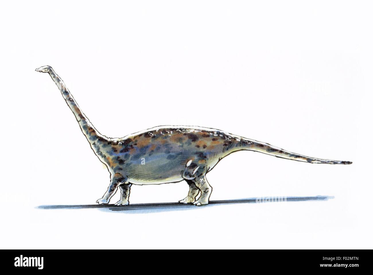 Palaeozoology - Jurassic period - Dinosaurs - Barapasaurus - Art work Stock Photo