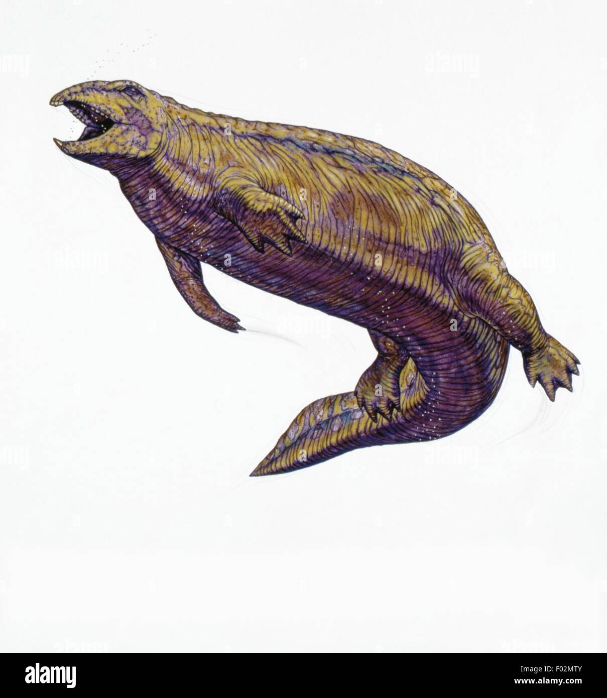 Placodus hires stock photography and images Alamy