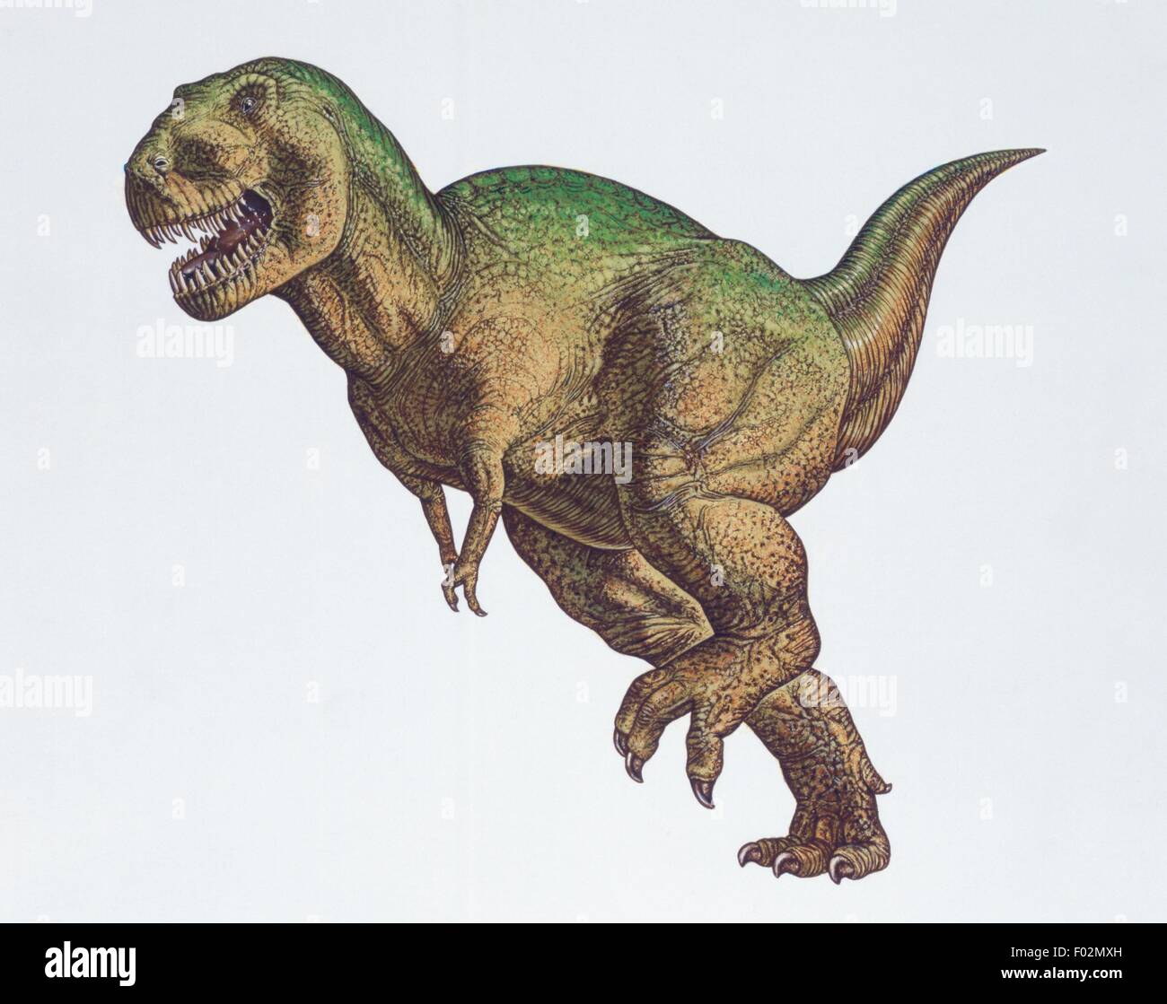 Palaeozoology - Cretaceous period - Dinosaurs - Tyrannosaurus rex - Art ...