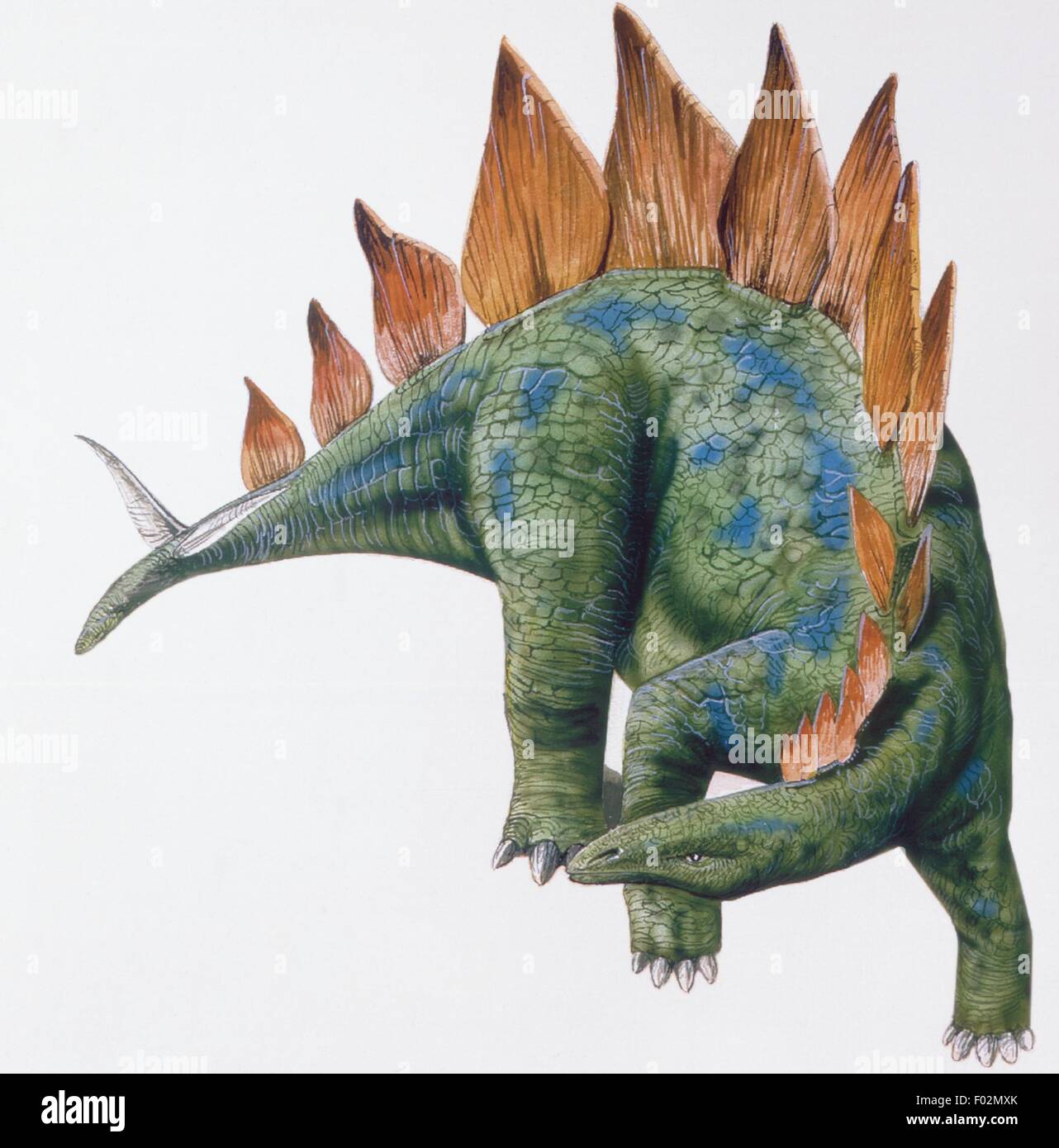 Palaeozoology - Upper Jurassic period - Dinosaurs - Stegosaurus - Art work Stock Photo