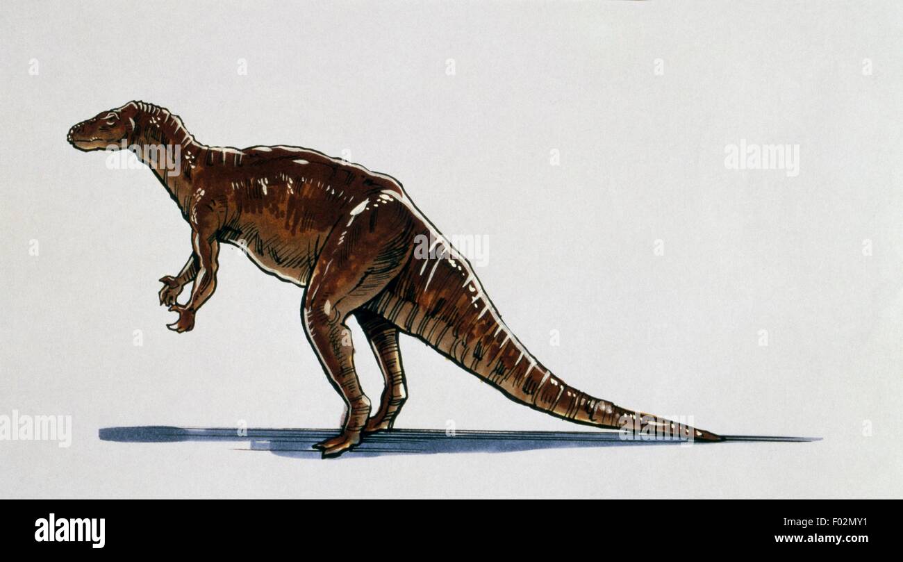 Camptosaurus sp, Camptosauridae, Jurassic-Cretaceous. Illustration. Stock Photo