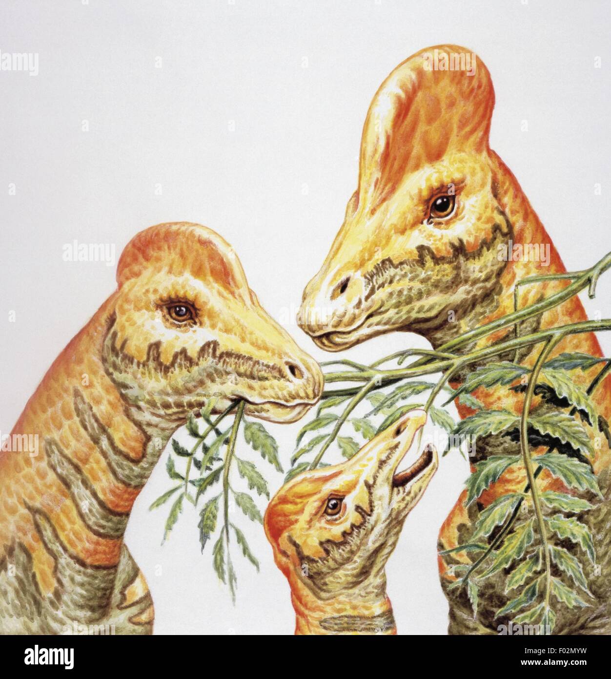 Palaeozoology - Cretacerous period - Dinosaurs - Corythosaurus - Art ...