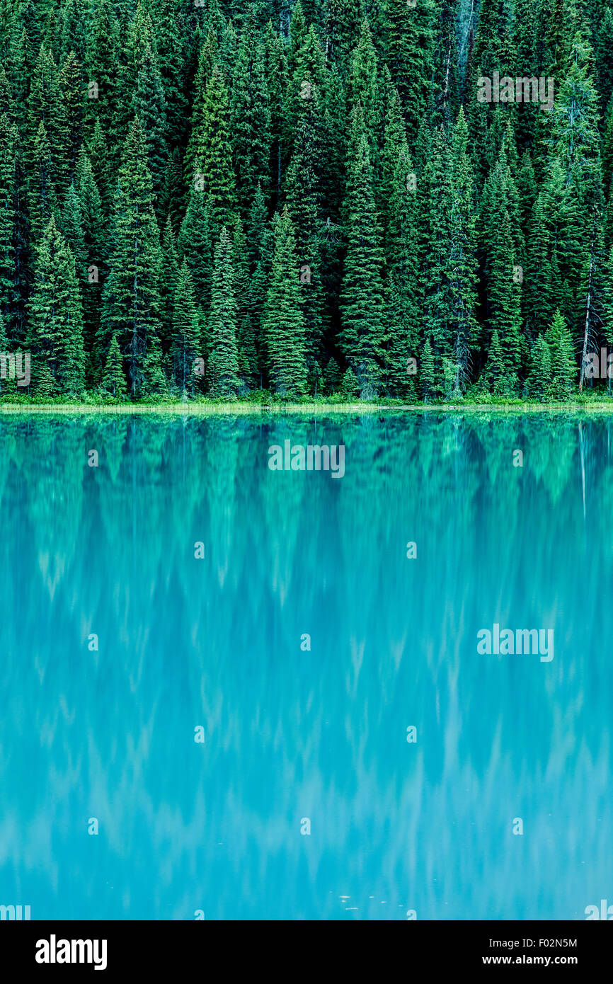 Evergreen Trees reflecting in Emerald Lake, Yoho National Park, British