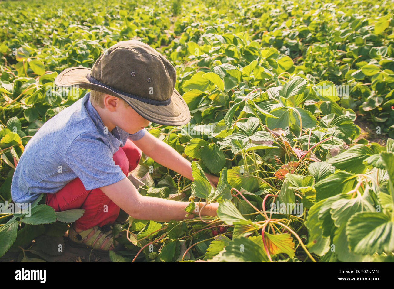 Boy picking strawberries in a field, USA Stock Photo - Alamy