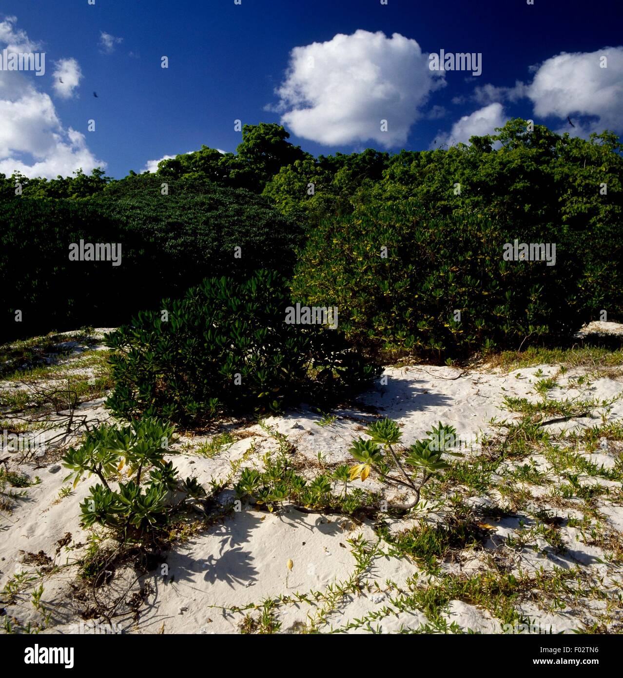 Beach vegetation, North West Island, Capricornia Cays National Park, Queensland, Australia. Stock Photo
