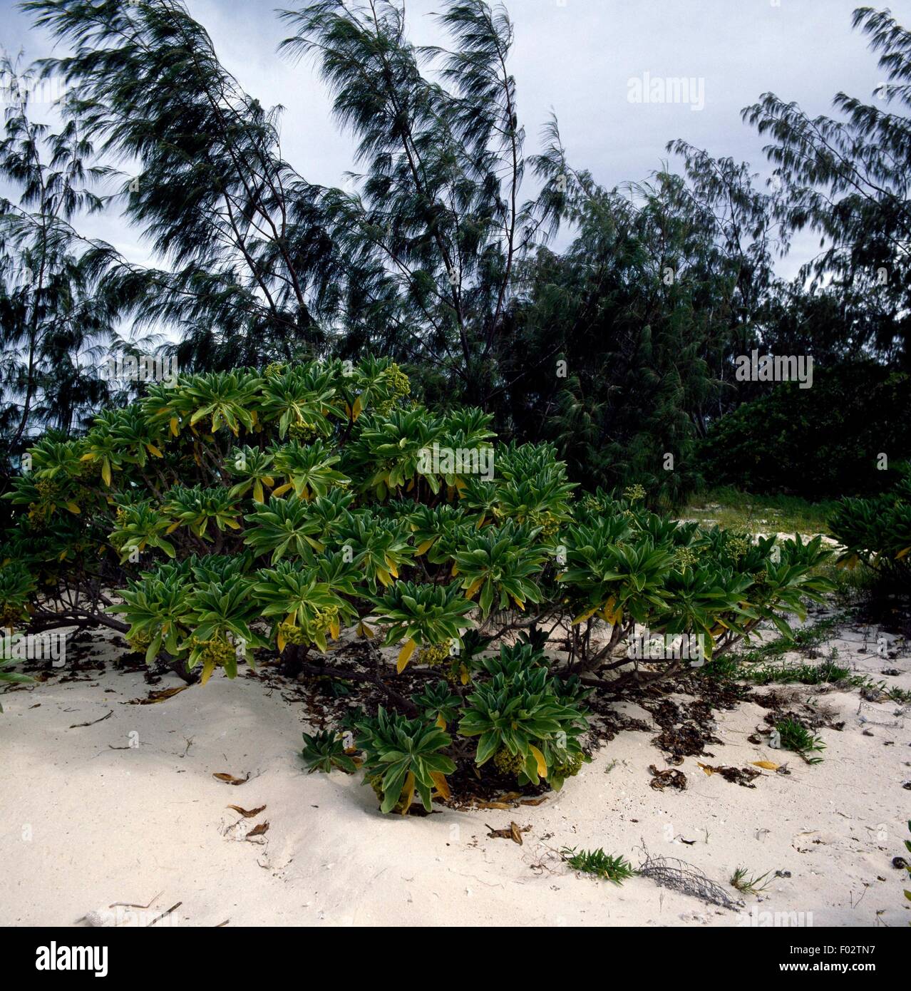 Plant of the genus Tournefortia, North West Island, Capricornia Cays National Park, Queensland, Australia. Stock Photo