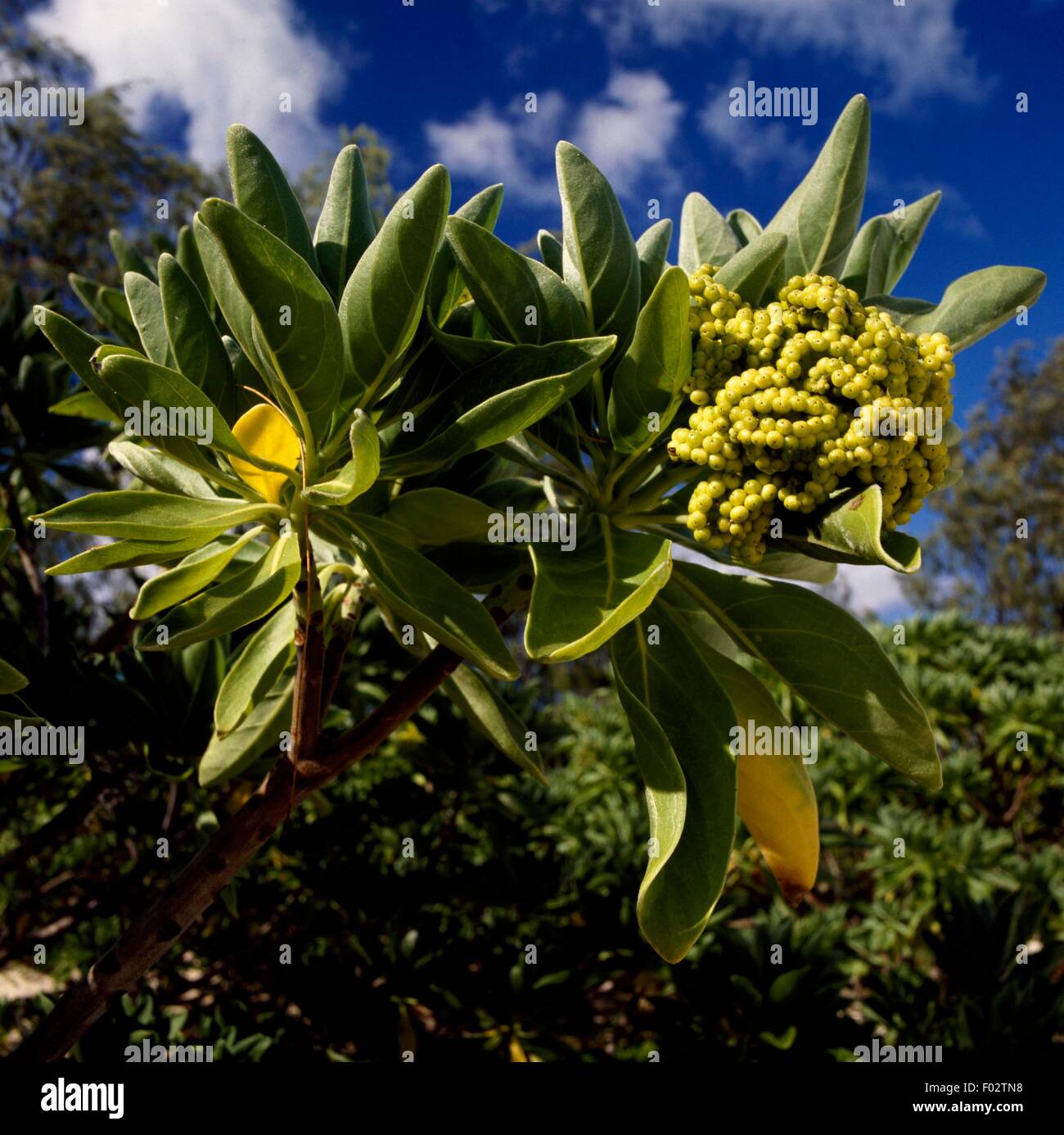Inflorescence, plant of the genus Tournefortia, North West Island, Capricornia Cays National Park, Queensland, Australia. Stock Photo