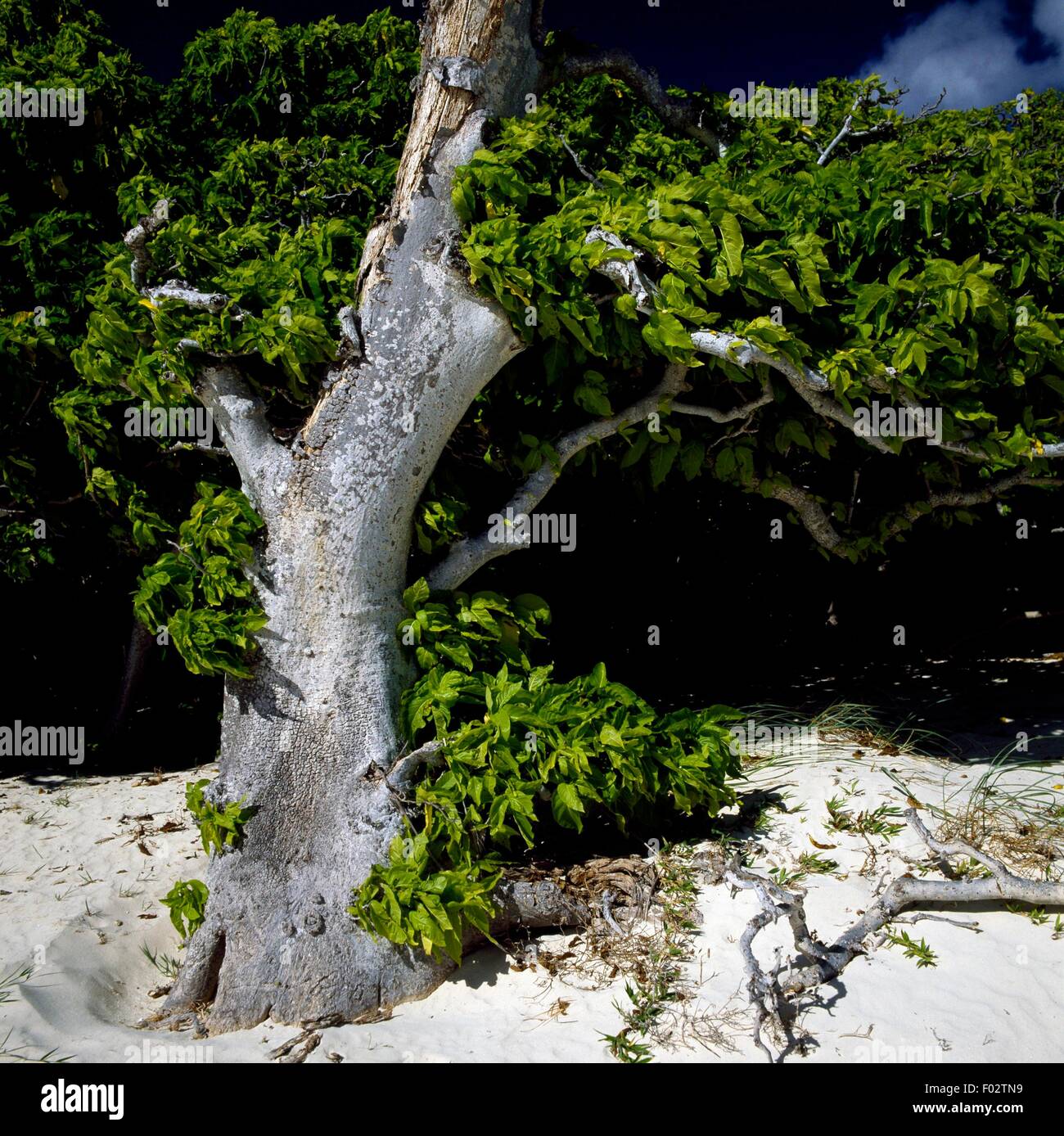 Pisonia grandis, North West Island, Capricornia Cays National Park, Queensland, Australia. Stock Photo