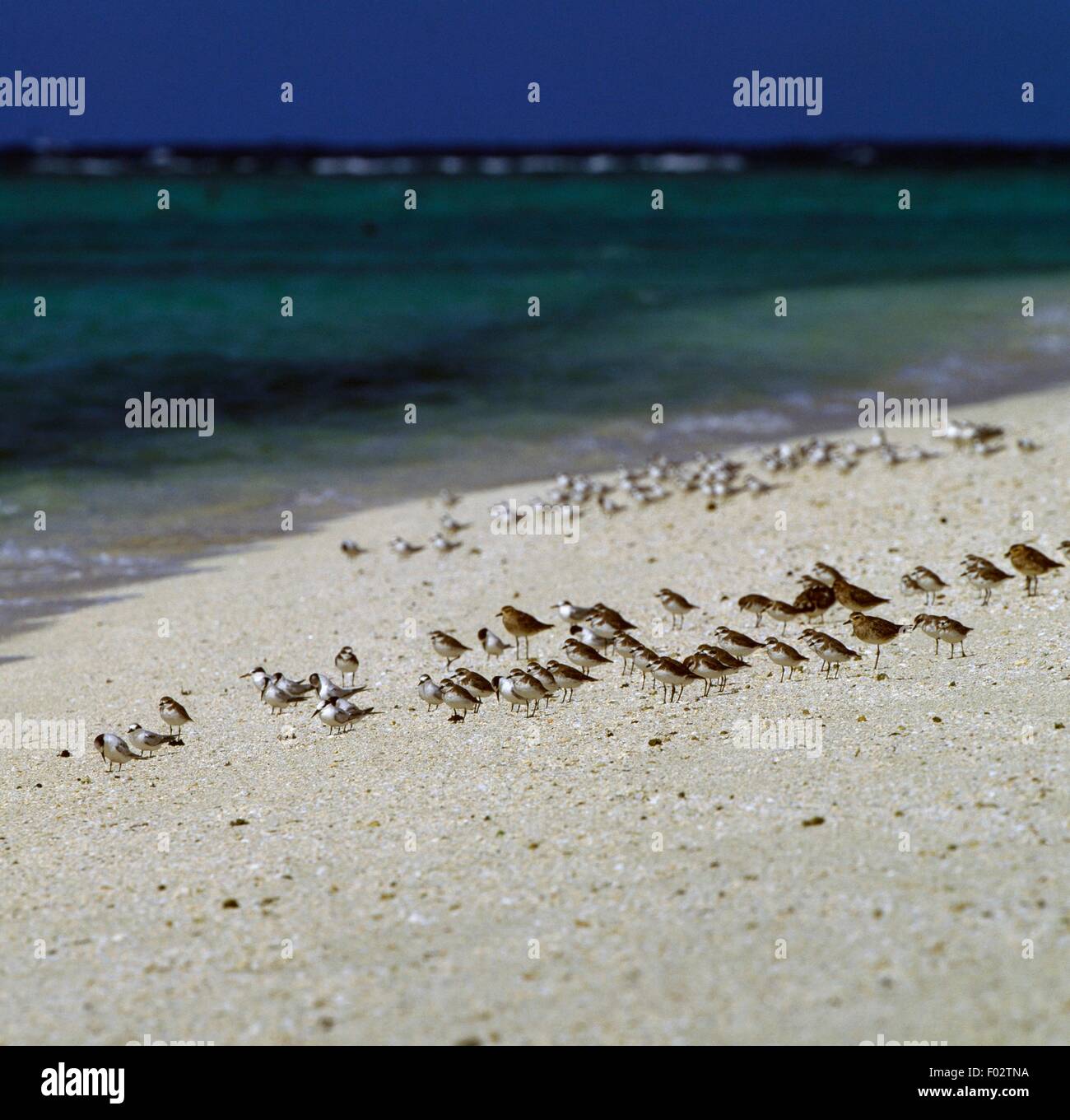 Bird colony on the beach, North West Island, Capricornia Cays National Park, Queensland, Australia. Stock Photo