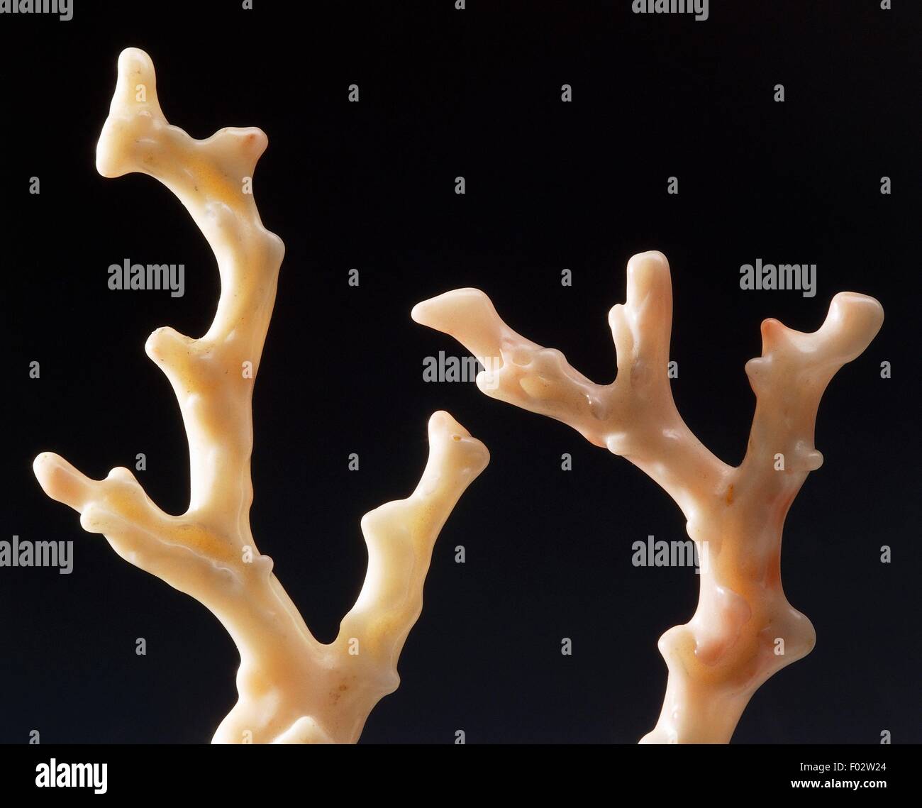 Coral, coelenterata, from Japan. Stock Photo