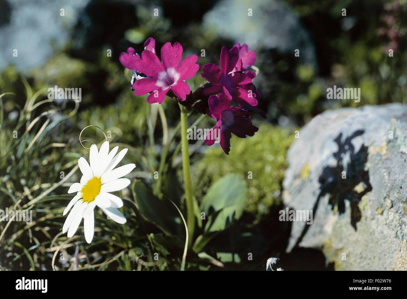 Alpine daisy (Aster bellidiastrum) and primrose (Primula villosa), Mont Avic Natural Park, Valle d'Aosta, Italy. Stock Photo