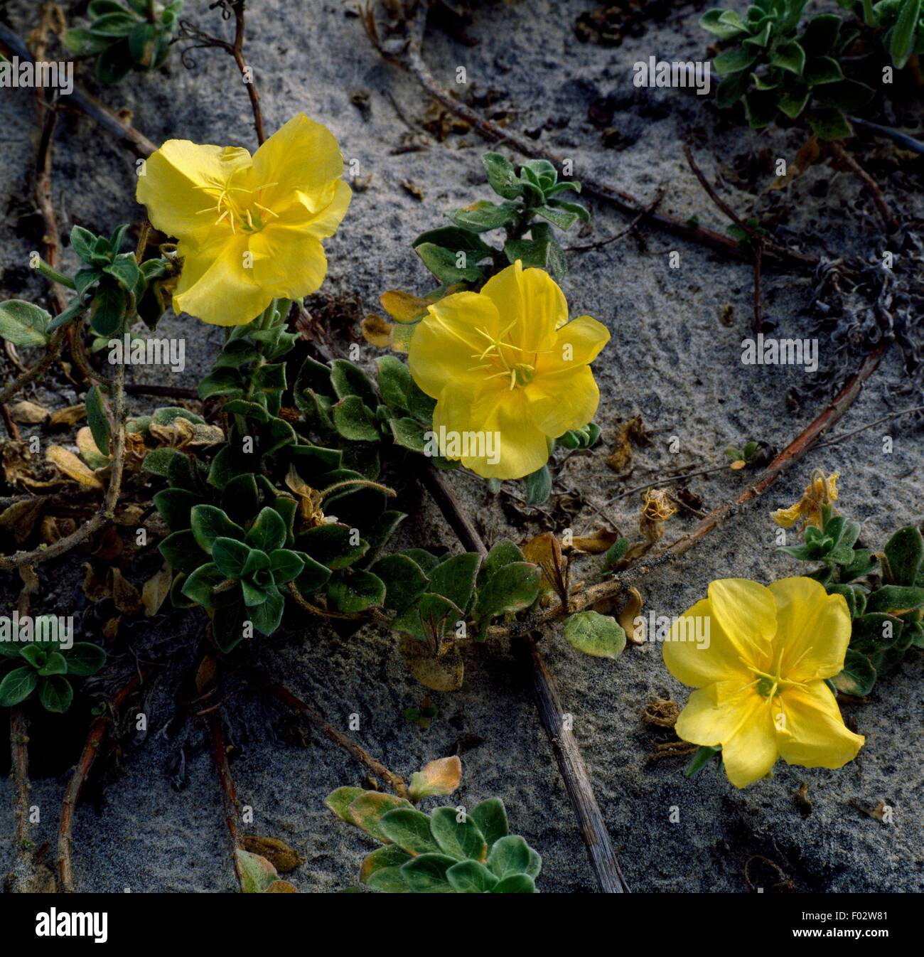Flowers, Great Sandy National Park (UNESCO World Heritage List, 2010), Queensland, Australia. Stock Photo