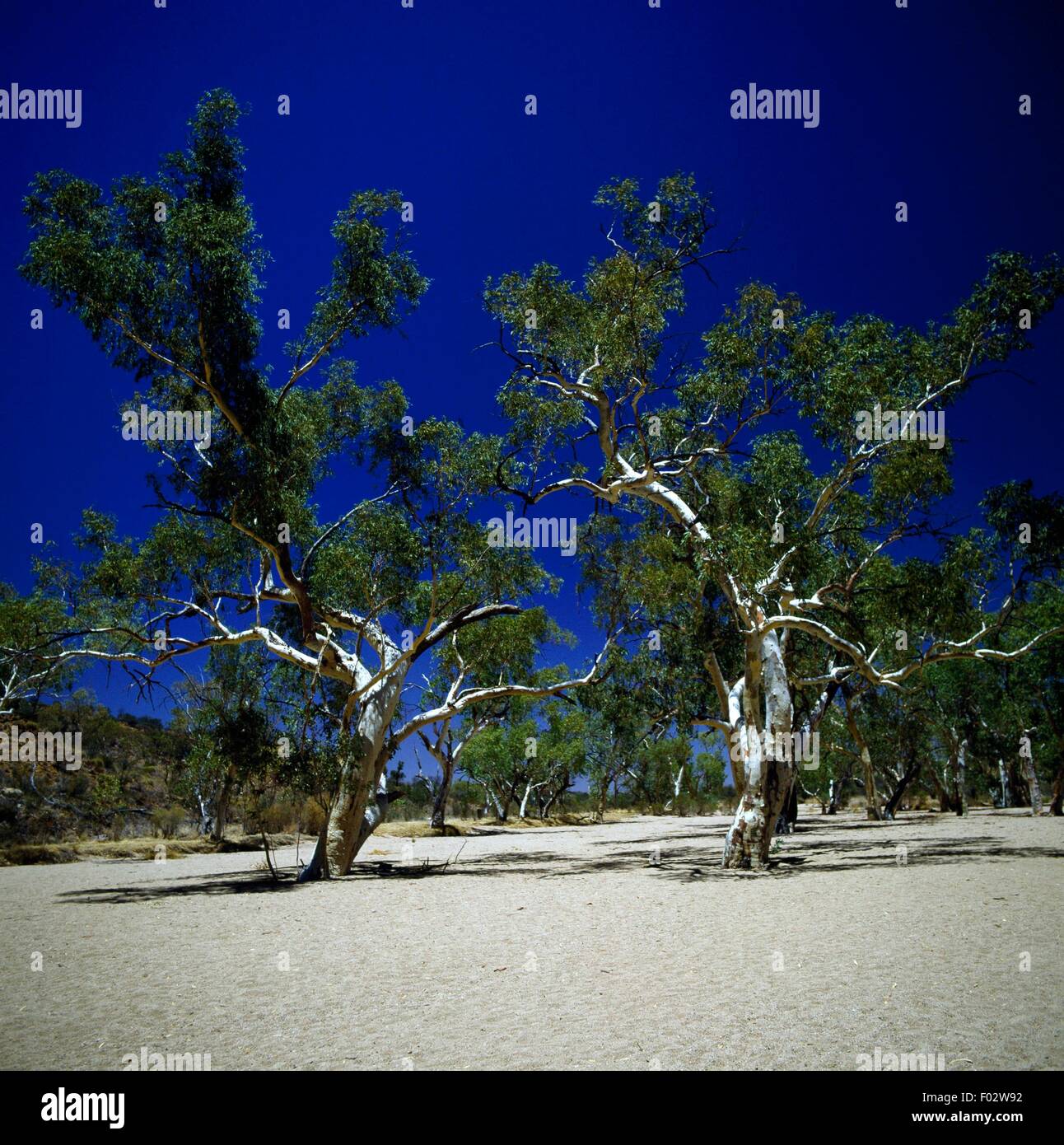 Eucalyptus, Munga-Thirri National Park (Simpson Desert National Park), Queensland, Australia. Stock Photo