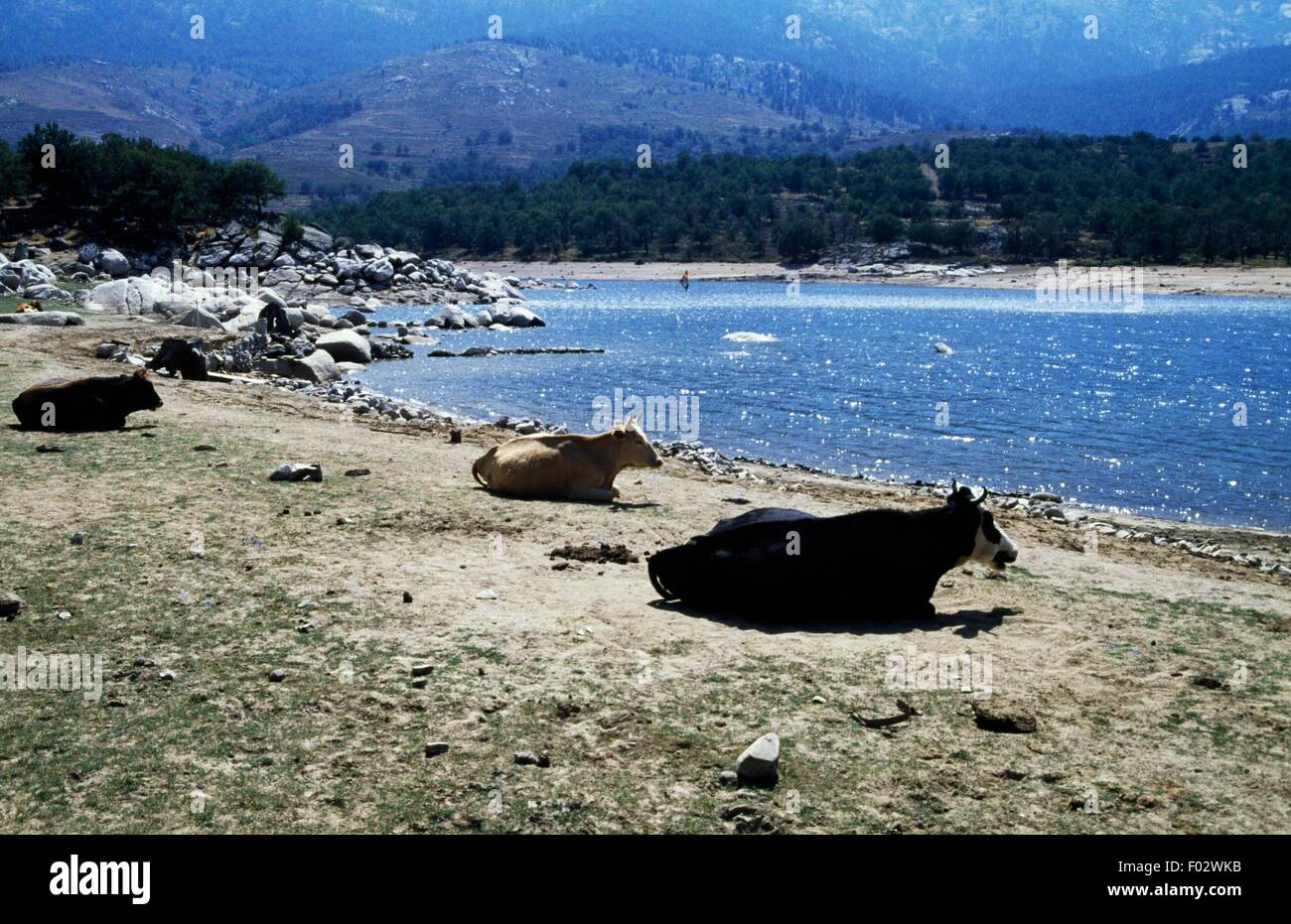 Lake Calacuccia, Regional Natural Park of Corsica (Parc Naturel Regional de Corse), Corsica, France. Stock Photo