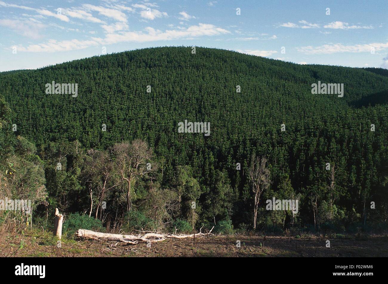 The Benarkin State Forest, Blackbutt Range, Queensland, Australia Stock