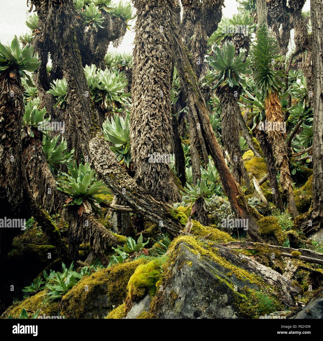 Ragwort or plant of the Senecio genus, Virunga National Park (UNESCO World Heritage List, 1979), Democratic Republic of the Congo. Stock Photo