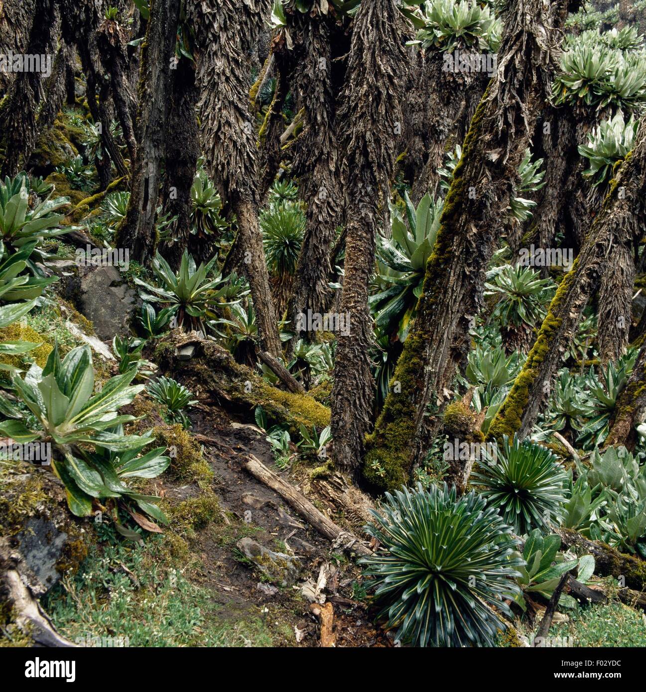 Ragwort or plants of the Senecio genus, Virunga National Park (UNESCO World Heritage List, 1979), Democratic Republic of the Congo. Stock Photo