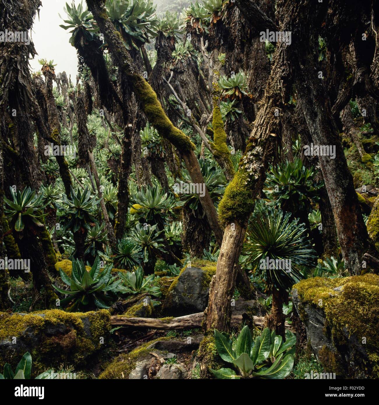 Ragwort or plants of the Senecio genus, Virunga National Park (UNESCO World Heritage List, 1979), Democratic Republic of the Congo. Stock Photo