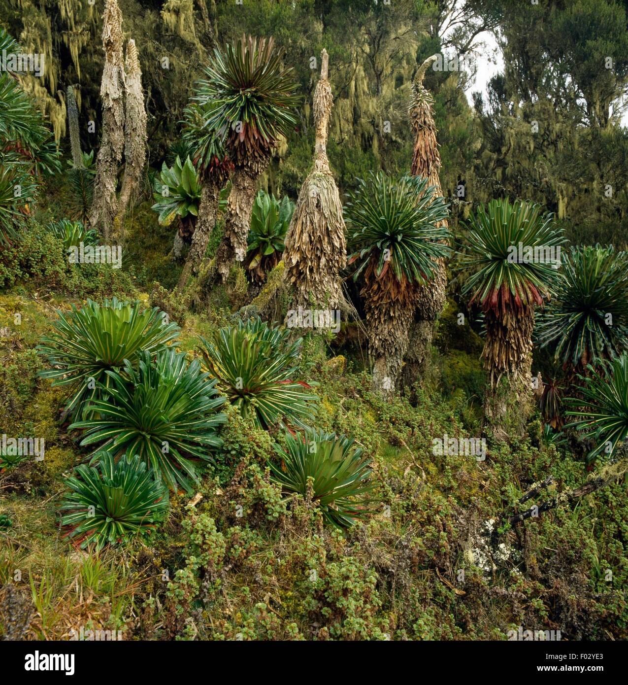 Vegetation between Kalonji and Mahangu Refuges at 3700 metres, Virunga National Park (UNESCO World Heritage List, 1979), Democratic Republic of the Congo. Stock Photo