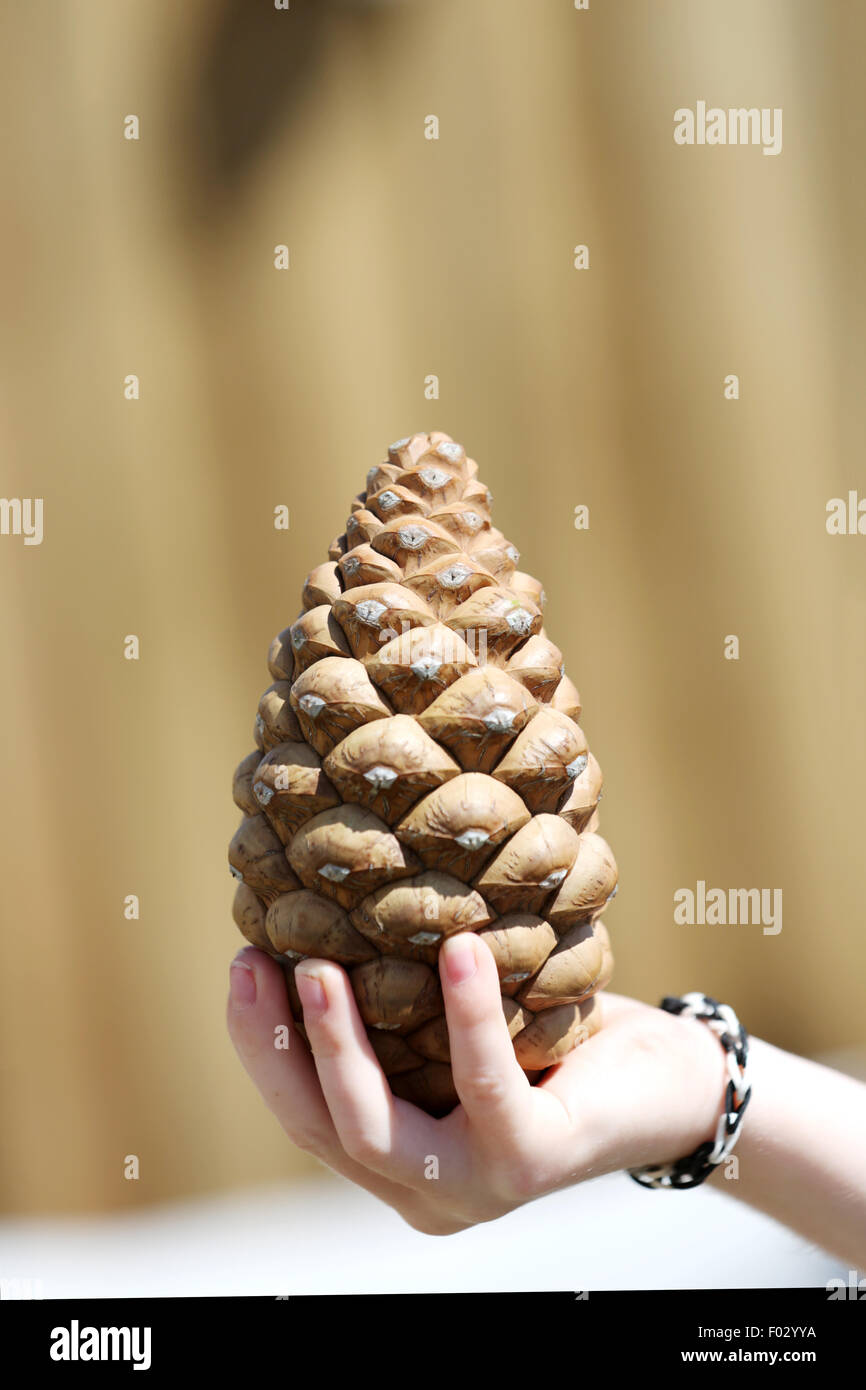 Tiny pine cone hi-res stock photography and images - Alamy
