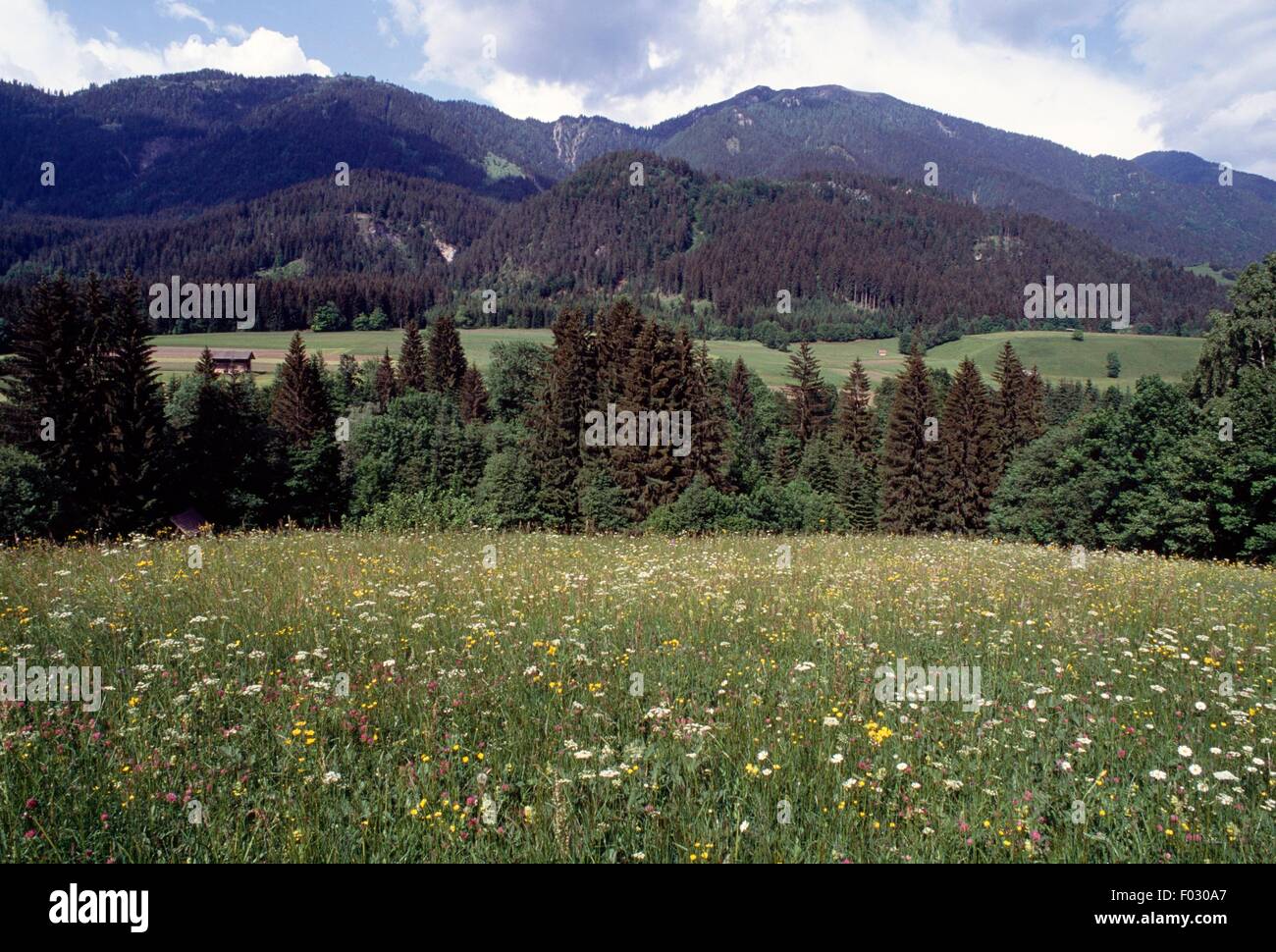 Pastures near Gitschtal, Carinthia, Austria. Stock Photo