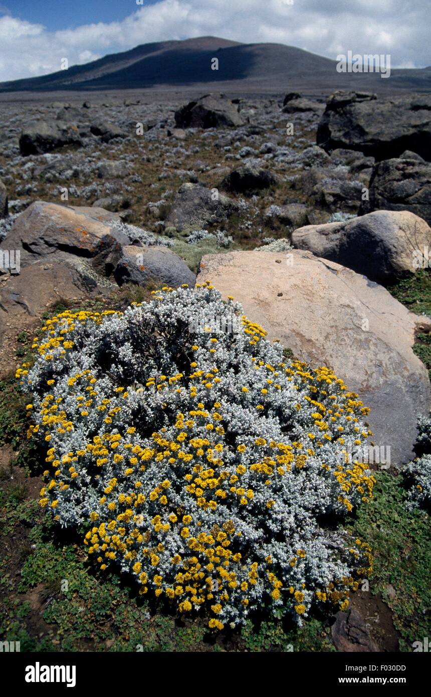 Strawflower or plant of Helichrysum genus in bloom, Sanetti Plateau (4000 metres), Bale Mountains National Park, Ethiopia. Stock Photo