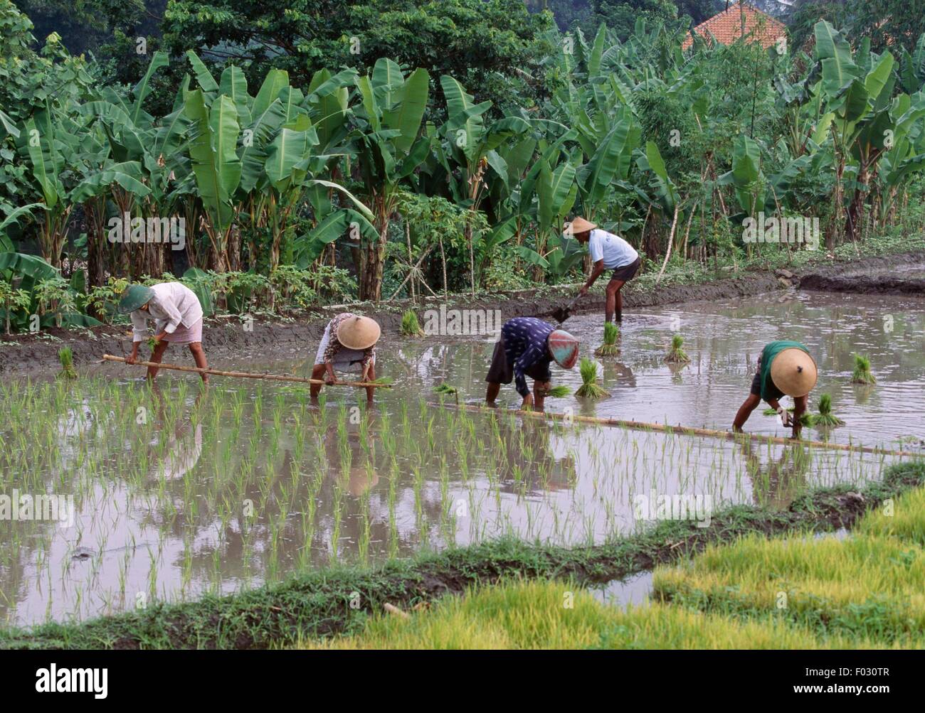 Peasants in a paddy field, upland Deng, island of Java, Indonesia Stock