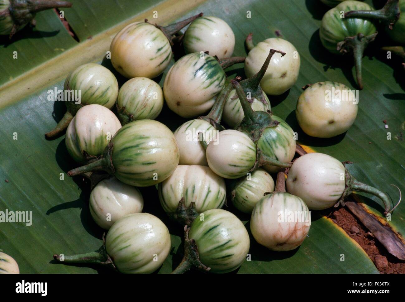 Eggplant in a market in Ntula Kitoro, Entebbe, Uganda Stock Photo Alamy