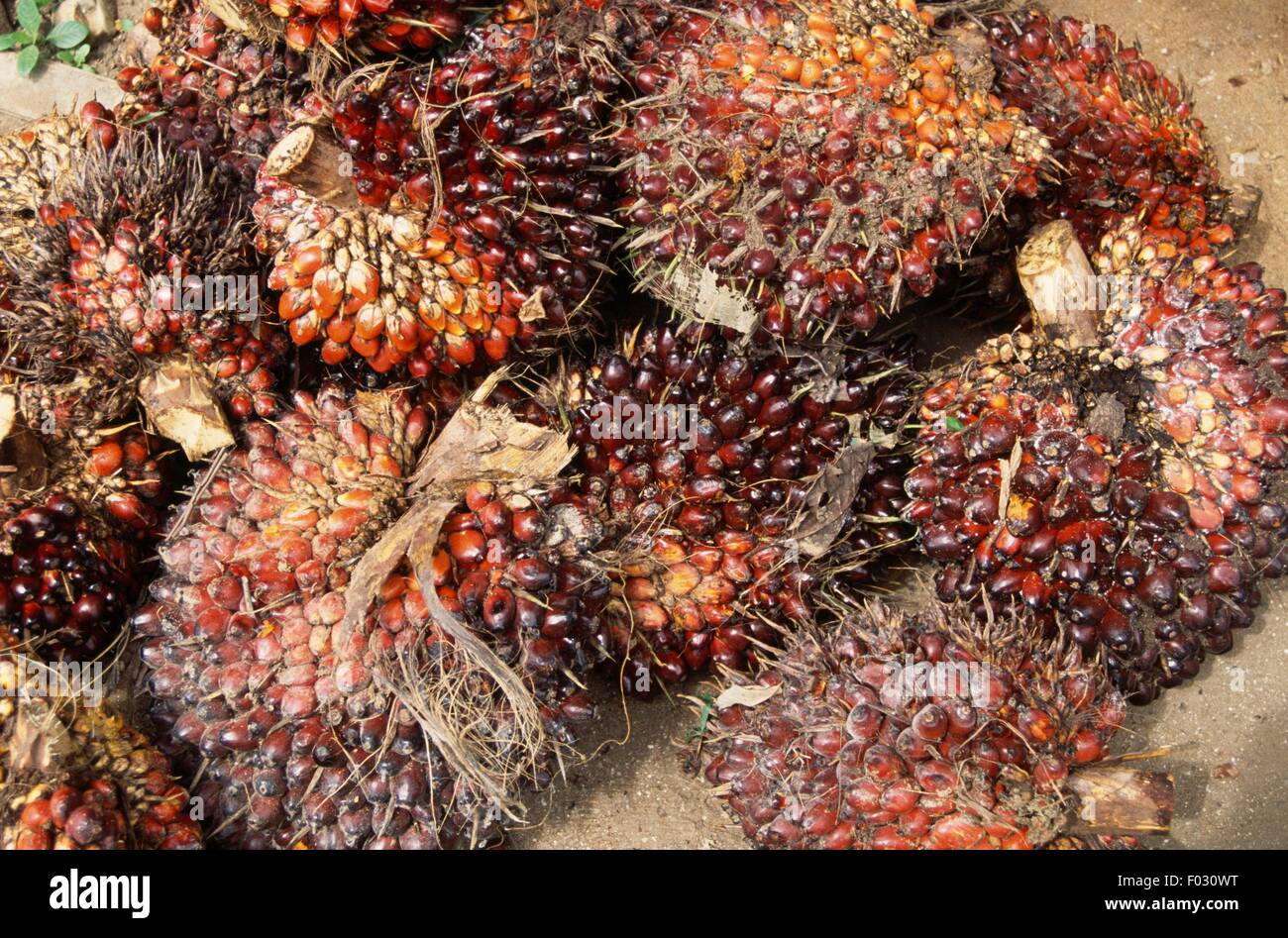 Palm nuts, Ghana Stock Photo Alamy