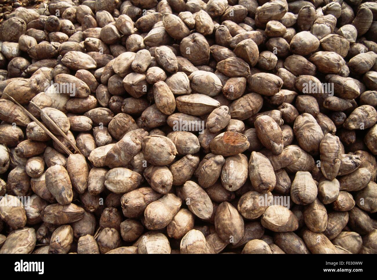 Coconuts, between Cape Coast and Elmina, Ghana Stock Photo Alamy