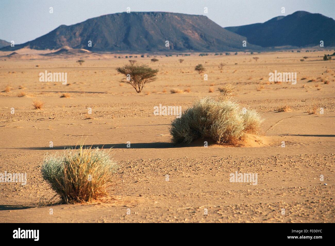 Shrubs, Libyan Desert, Sahara Desert, Sudan Stock Photo Alamy