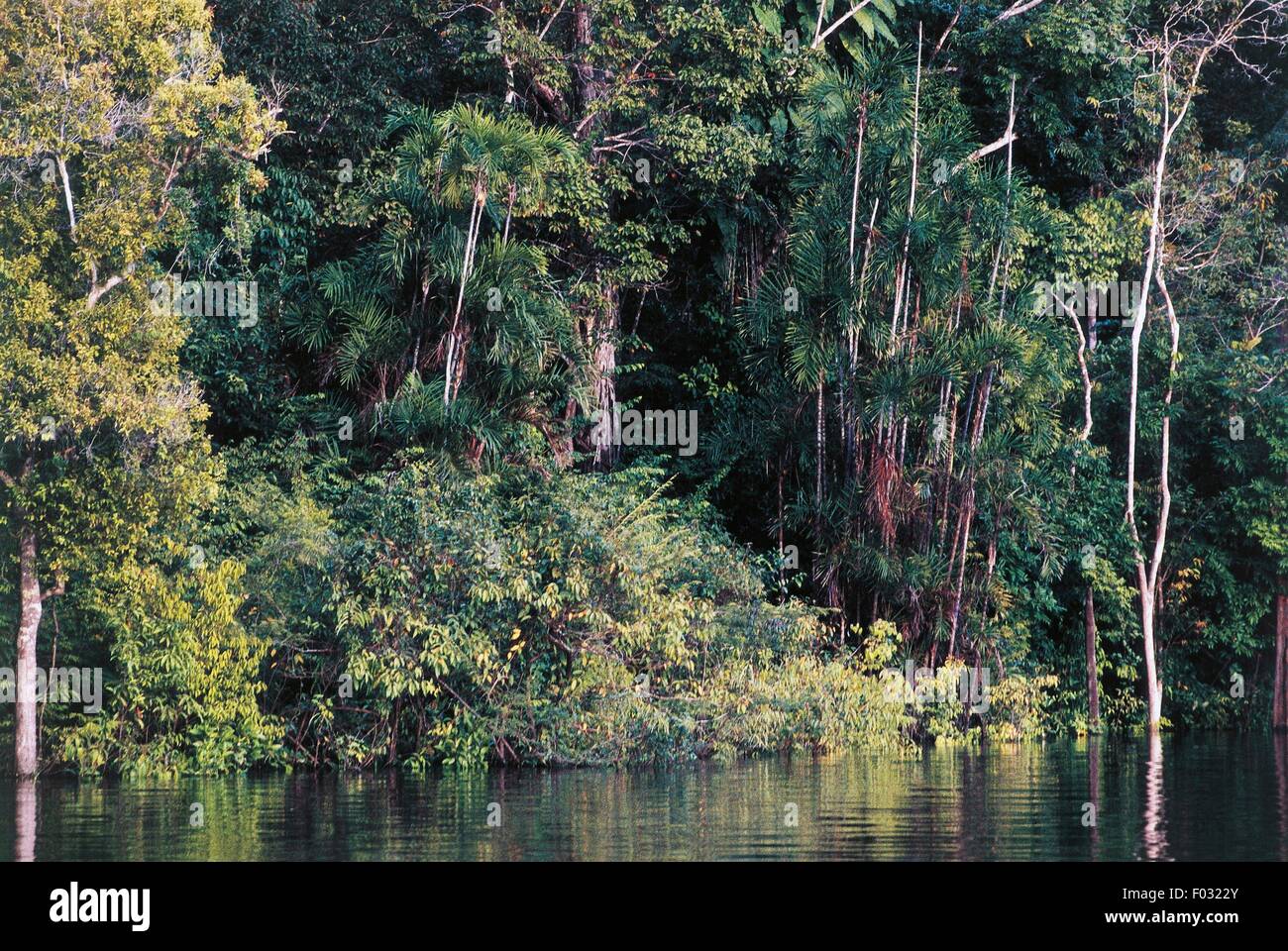 Amazon rainforest, Venezuela Stock Photo Alamy
